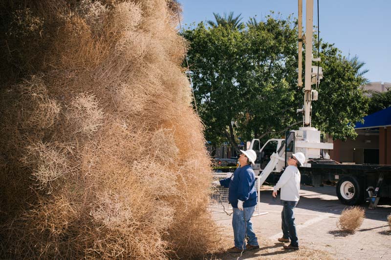 Tumbleweed Christmas Tree