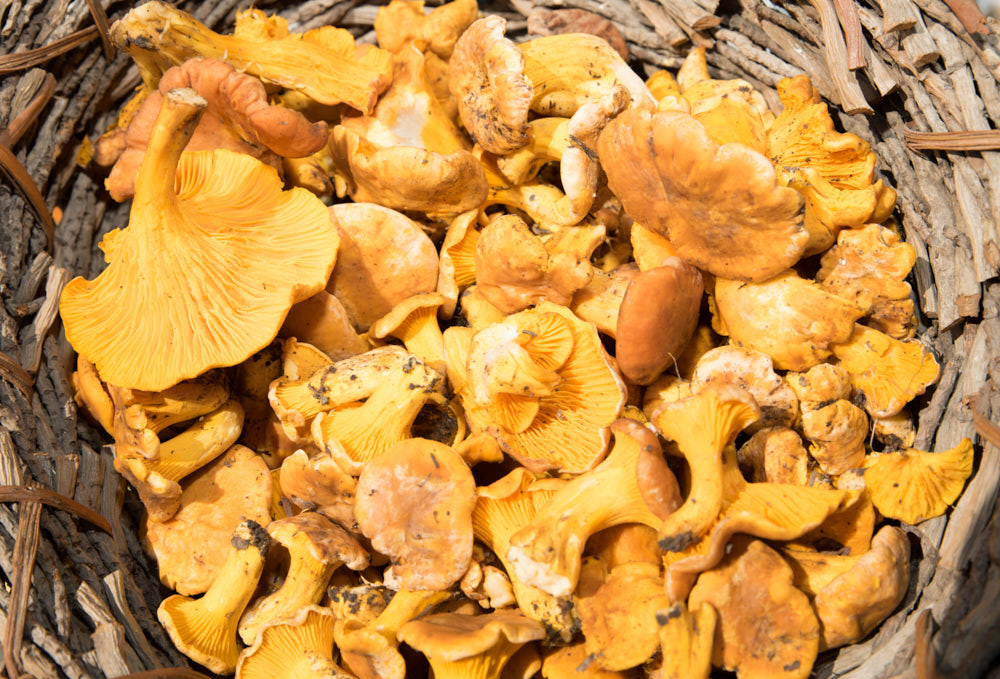 Chanterelle mushrooms in a basket