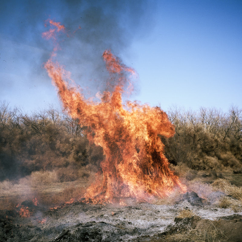 A controlled burn of tumbleweeds