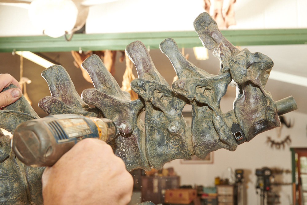 A hand drilling holes to assemble a replica fossil