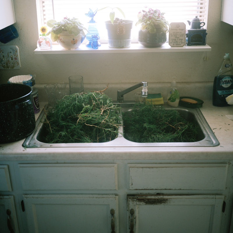 Green tumbleweeds in a sink