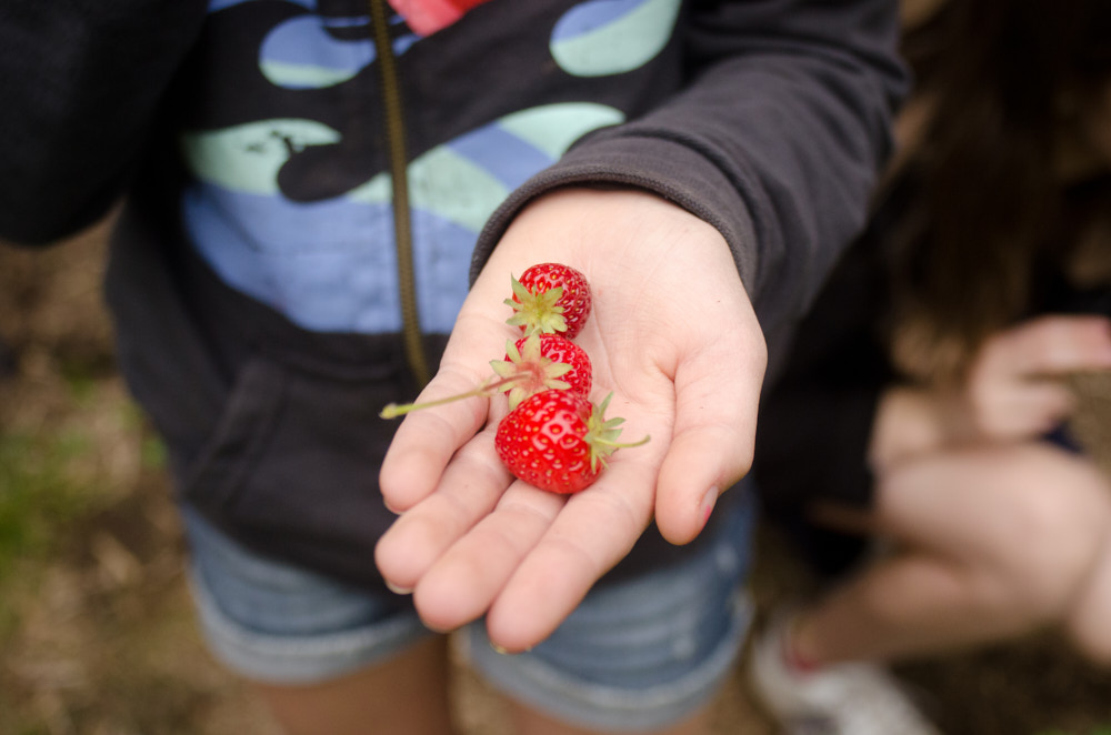 A hand holding small fresh strawberries