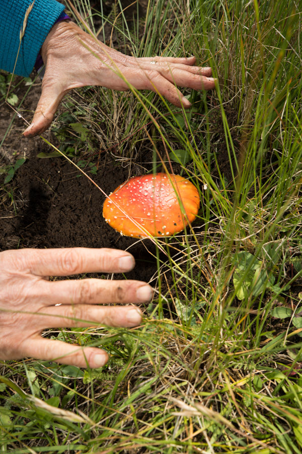 Hands reaching for a mushroom