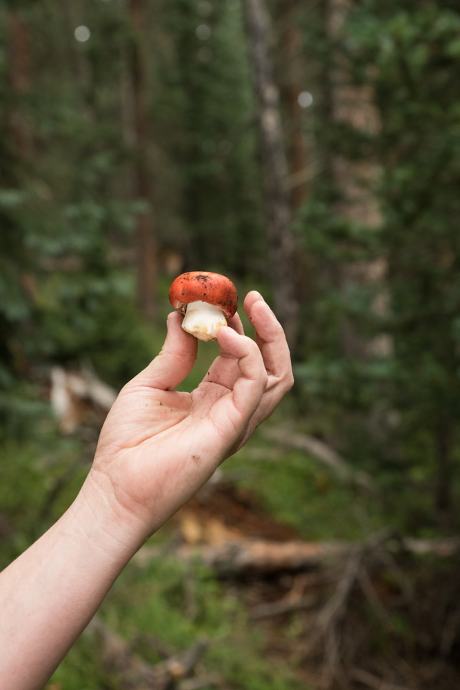 A hand holding a mushroom