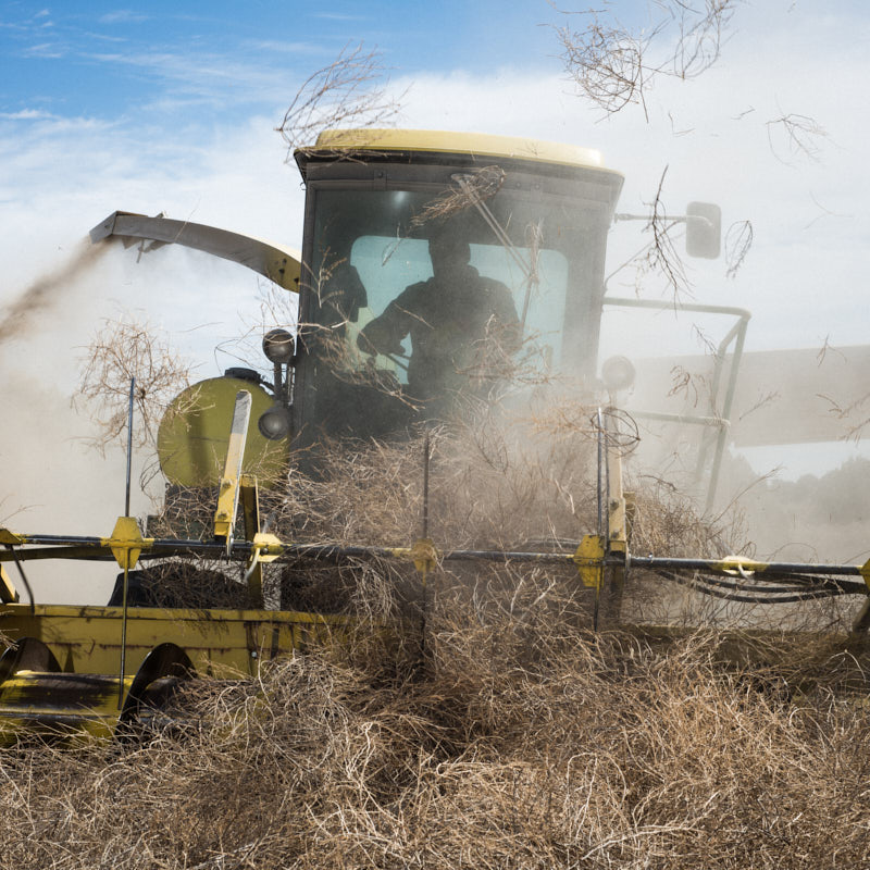 A large machine grinding tumbleweeds