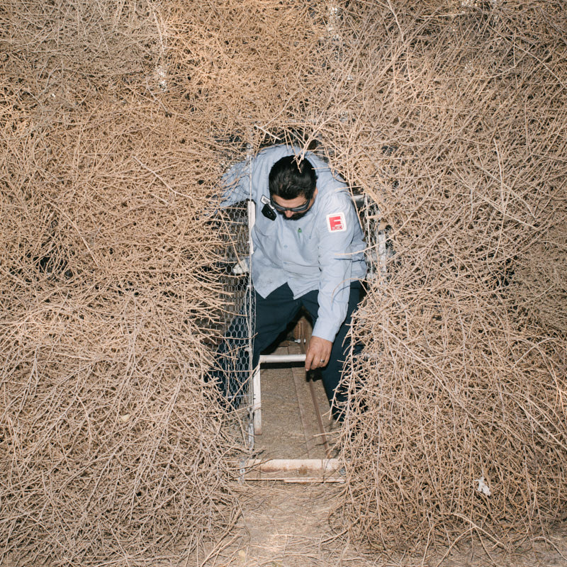 A man exiting a tumbleweed arch