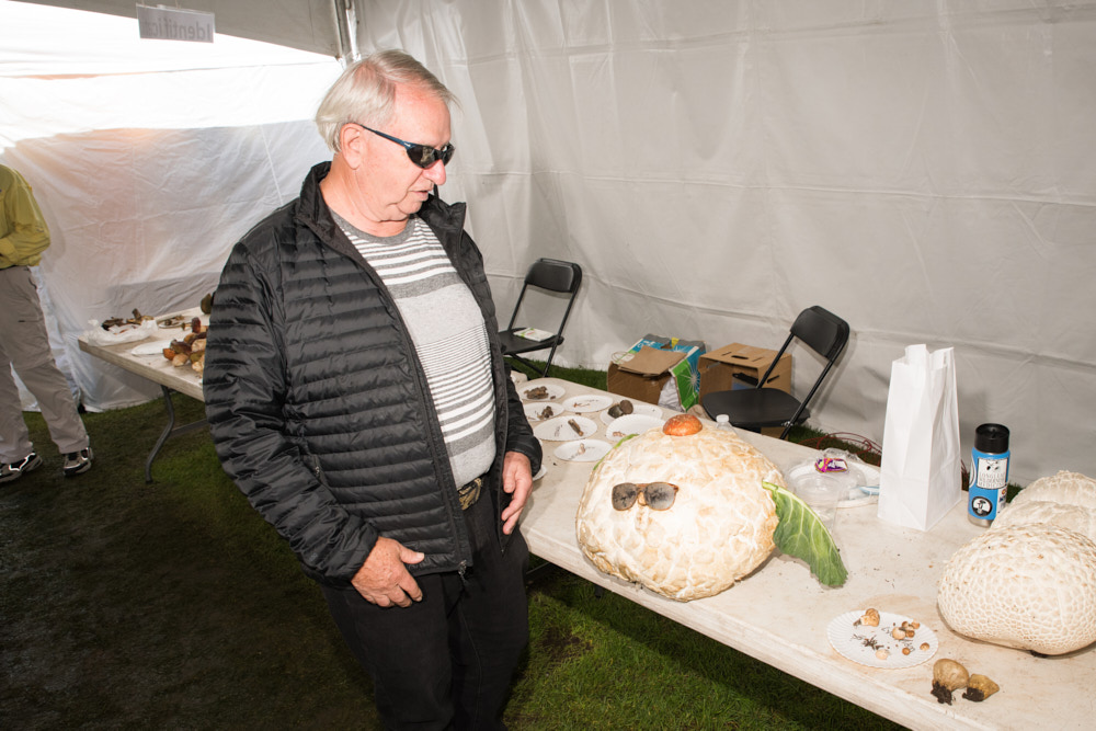 A man studying a large puffball mushroom