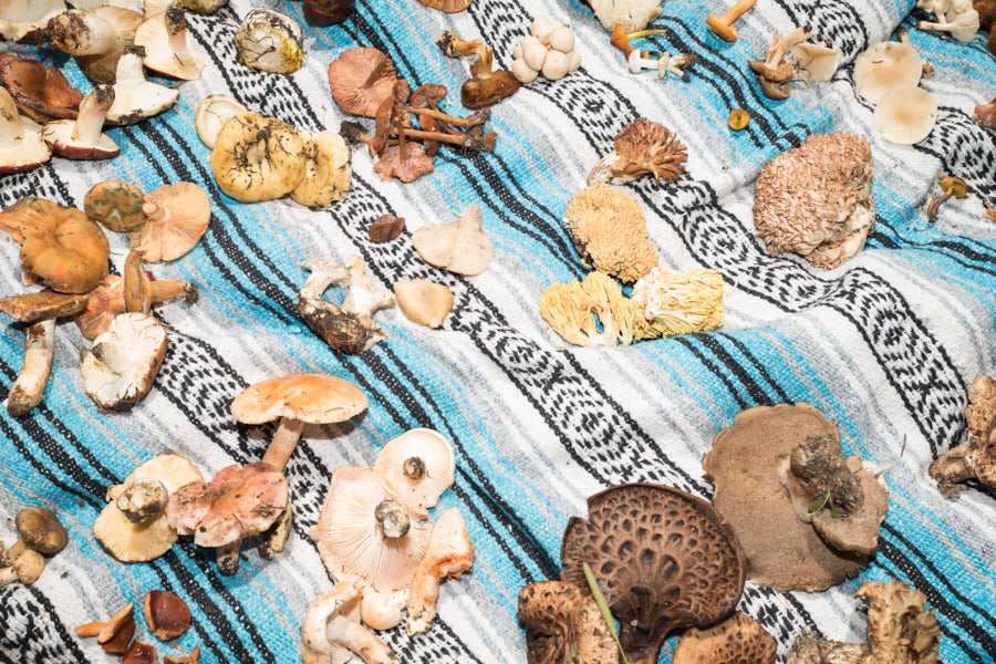 Various mushrooms on a colorful blanket