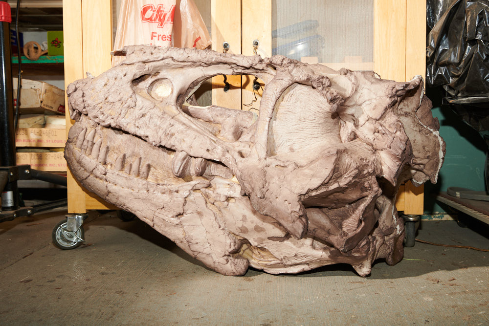 A replica Tyrannosaur skull on the floor (close up view)