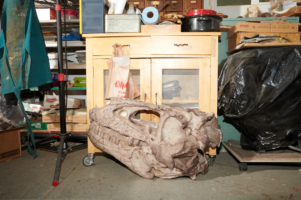 A replica skull on the floor