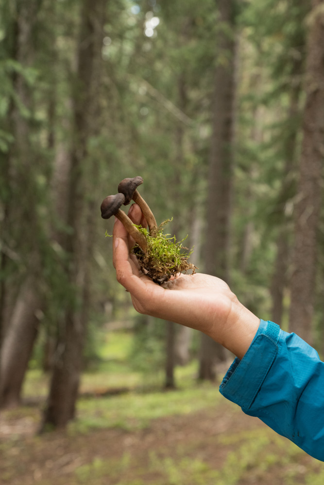 A hand holding mushrooms