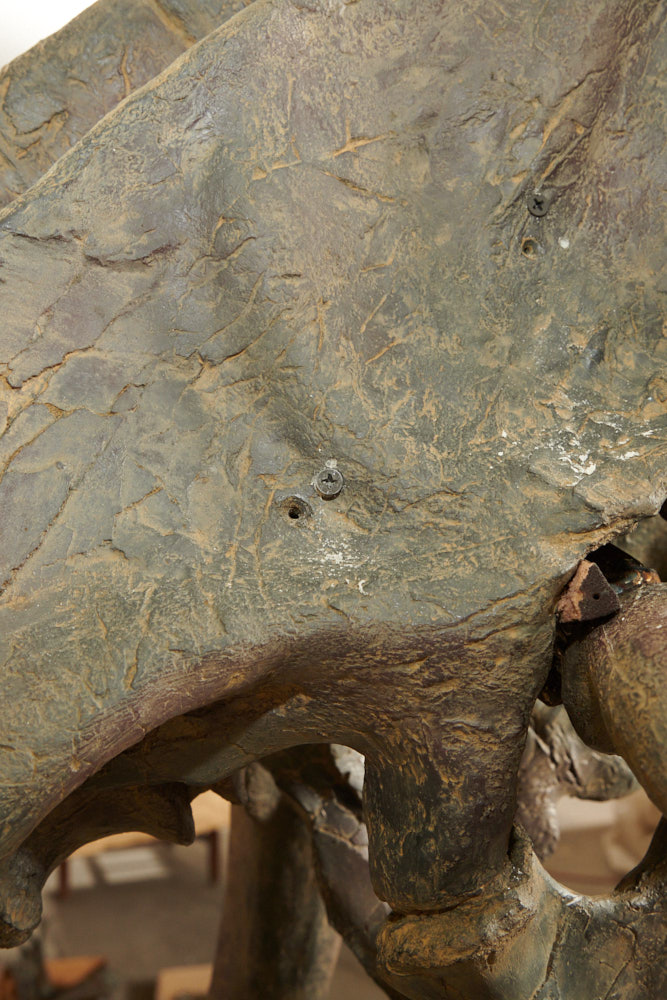 A screw in a replica fossil