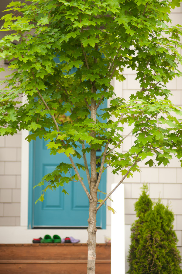 Shoes and a tree in front of a blue door