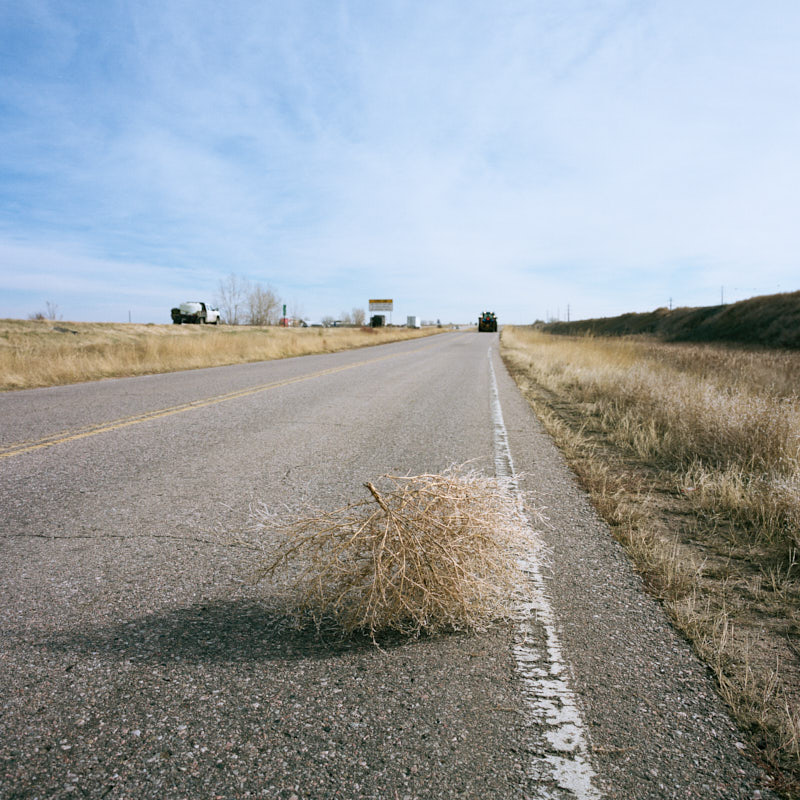 A tumbleweed on the road