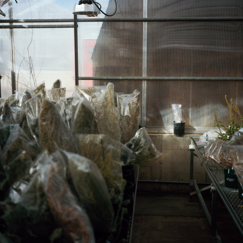 Tumbleweeds being grown in a laboratory at CSU