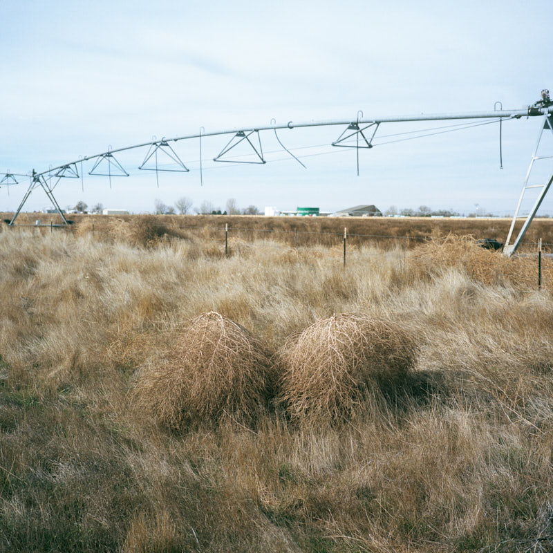 Two tumbleweeds in a field