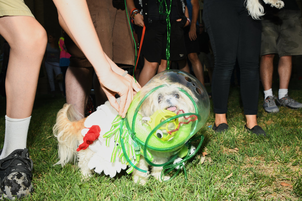 A dog in the alien costume contest