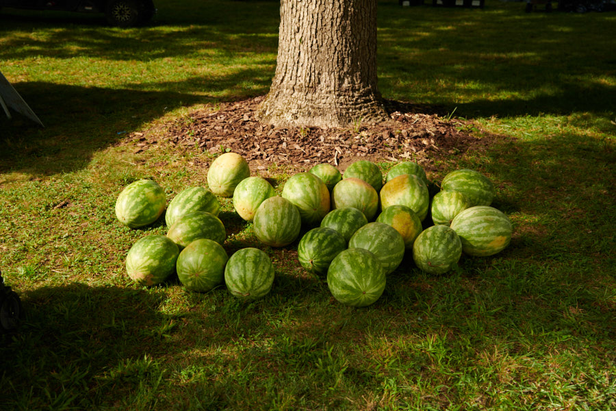A pile of watermelons