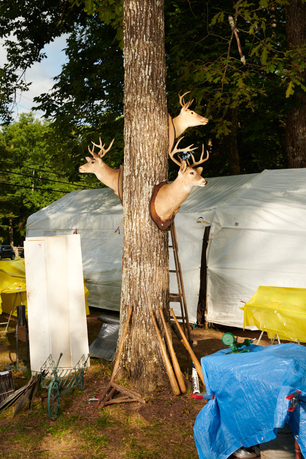 Weird deer heads mounted on a tree