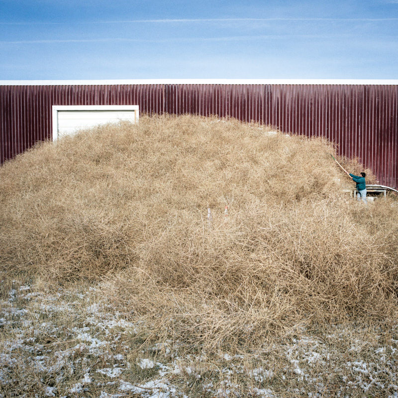 A woman clearing an enormous pile of tumbleweeds next to a red barn