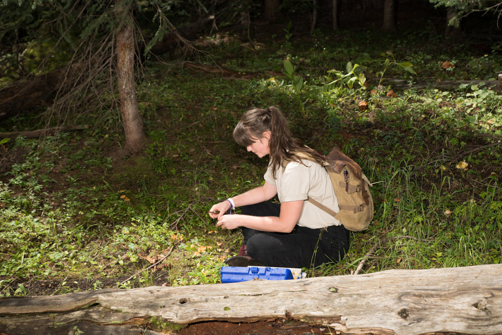 A woman foraging for mushrooms