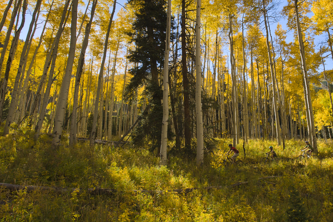 040-biking-in-aspens-portrait