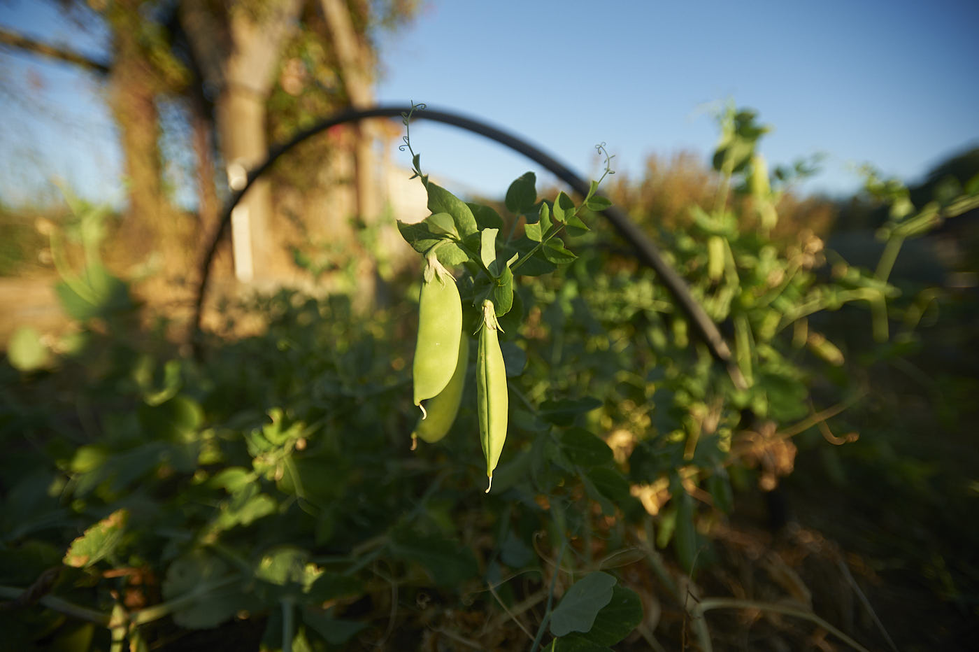 06-green-peas-on-farm-in-morning-light