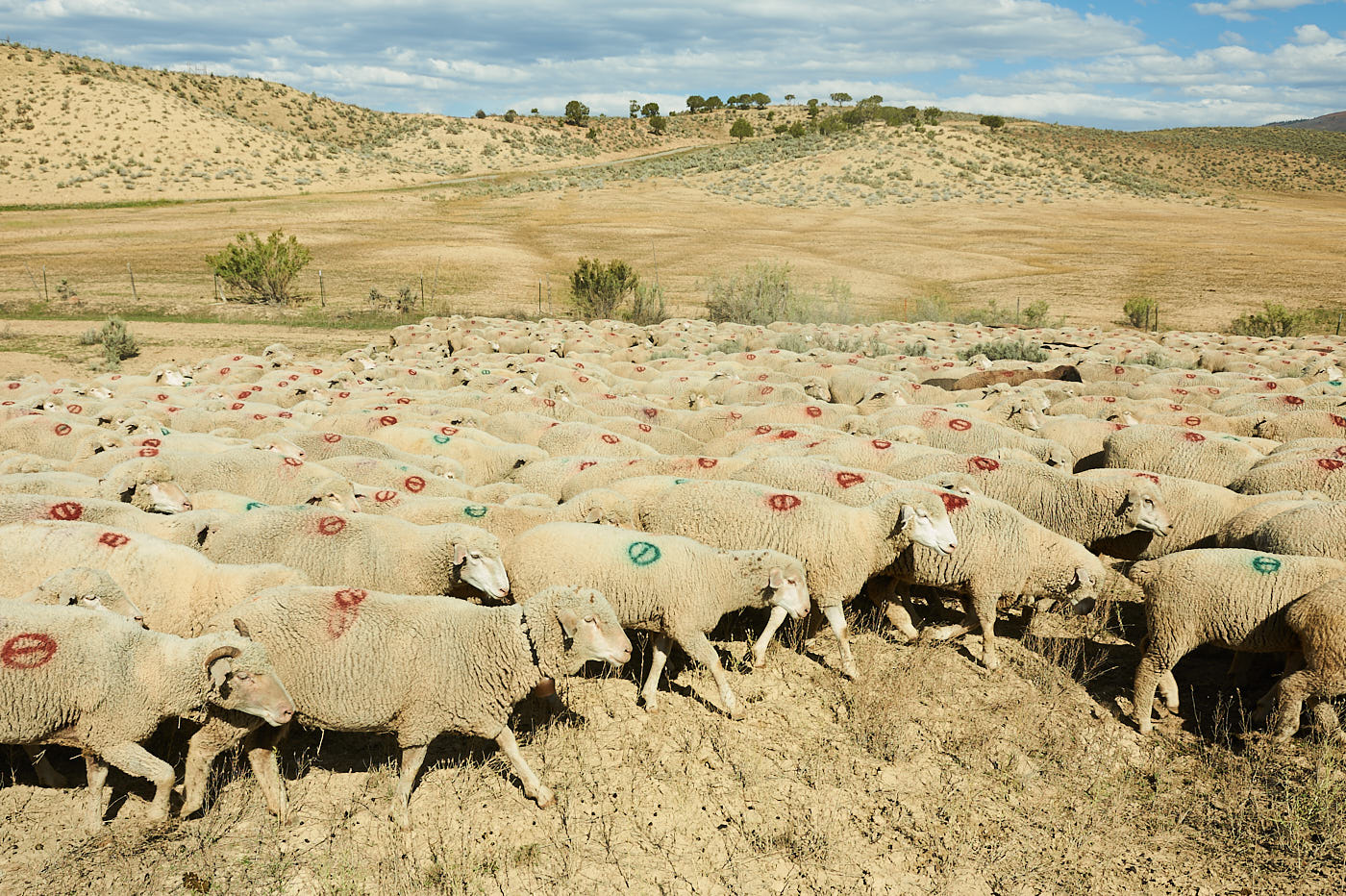 Larry Allen’s sheep returning downvalley to Crawford for the winter.